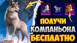 ВАУ!!! НОВЫЙ КОМПАНЬОН БЕСПЛАТНО В ПУБГ МОБАЙЛ! БЕСПЛАТНЫЙ КОМПАНЬОН PUBG MOBILE! ХАЛЯВА ПУБГ МОБАЙЛ