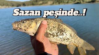 Sazan peşinde..! Ankara’dan Çorum’a, Çorum’dan Kastamonu’ya #sazan #carpfishing #carp #fishing