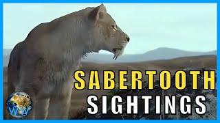 Are Sabertooth Cats Still Alive?