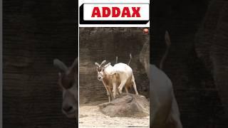 Addax Animal #addax #animal #shorts