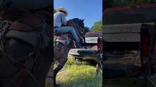 JUMPING MULE #clips #video #outdoors #horse #mule #arkansas #music