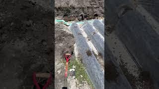Drain Filed Installation