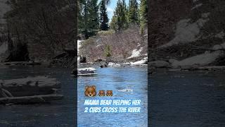 #MamaBear helps her 2 cubs cross the river #cute #babybear #cuteanimals #momlife #bear #jacksonhole