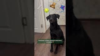 У вас так же ? #comedy #собака #labrador