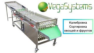 Сортировка картофеля, калибровка овощей и фруктов Vega Sorting 2000