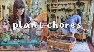 Plant Chores | repotting Hoya & cleaning up!