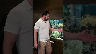 Звезды моего офиса — маленькие разноцветные рыбки из морского аквариума!