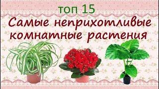 Самые неприхотливые растения для дома//ТОП15