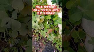 #사랑초학대범 그래도 꽃 피운다 #나훈아 #무심세월