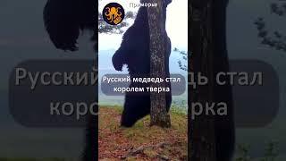 Русский #медведь тверкает в лесу Приморья #тверк #twerk #shorts