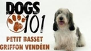 Dogs 101 - Petit Basset Griffon Vendeen