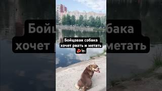 Милый песик гуляет без поводка и намордника в людном парке