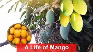 A Life of Mango | Mango  grafting | Mango fertilizer