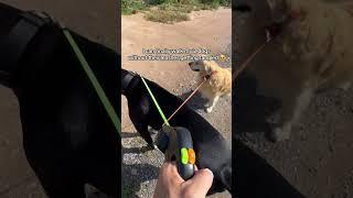 Whether you’ve got 2 dogs or not, this no-tangle double leash is for you 🫶#DoubleLeash #twodogs
