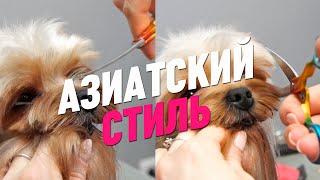 СТРИЖКА ЙОРКА/ АЗИАТСКИЙ СТИЛЬ/ Эпизод МАСТЕР-КЛАССА / GROOM SCHOOL