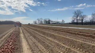 Farming Sweet Potatoes…..again