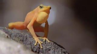 Attenborough: Golden Frog: Fighting & Mating | Life in Cold Blood | BBC Studios