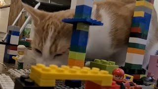 I Filled A Lego City With Catnip, They Went Crazy