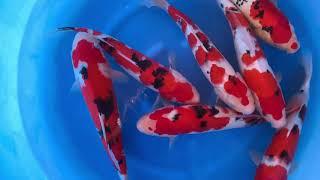 Sanke nisai 40cm HQ Yamamatsu Koi Farm bowl 18 saison 2022