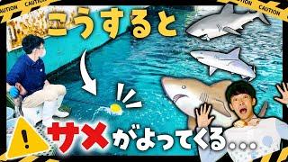 【水族館の裏側】サメだらけの水槽でエサやり！大迫力のバックヤードツアー！