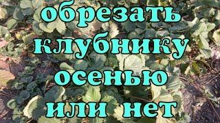 Уход за клубникой осенью, под зиму! Обрезать клубнику осенью или нет?