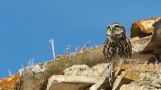 Little owl (Athene noctua) perched on roof, vocalising, before taking off, Seville, Spain