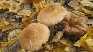 Грибная осень. Отличный урожай грибов. autumn mushrooms.