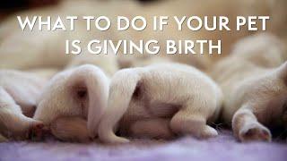 What to do if Your Pet is Giving Birth