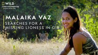 Searching for a Missing Lioness in Gir Forest | Living With Predators | Nat Geo Wild