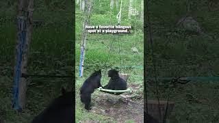 Baby Bears Play On Swing