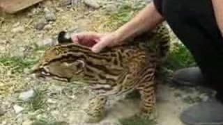 Sweet Pet Ocelot