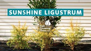 Sunshine Ligustrum Shrub