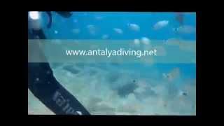 Antalya Diving Prices Price Course Training Tour