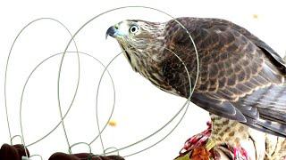 How to make easy lure trap for shikra, eagles or falcons - Raptors Today