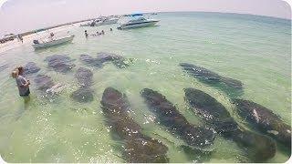 Heard of Manatees Swims By | Amazing Sea Cow Footage