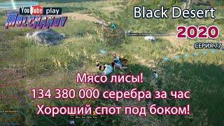 Мясо лисы. Black Desert Фарм серебра 2020.  Баленос. Лучница.