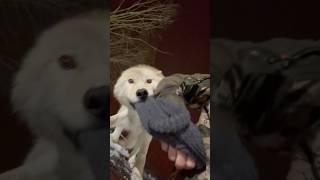 White Canadian Wolf  Rare wolf cub #wolf