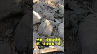 鱷魚的偽裝|自說自話的總裁