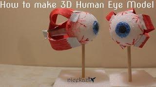 How to make 3D human eye model for school: kids science project, STEM project, easy way