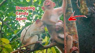 Breaking heart, B.ad monkey dropping baby Candy again, So pity baby monkey Candy