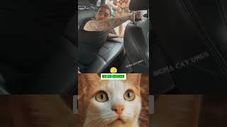 USA humor/78#cat #memes #funny #usashorts #comedy