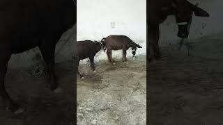 @Rsdhumkkadi #murrabuffalo #viralvideos#️️️️