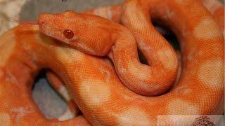 Blood Boas: Muscle Serpents University Episode #2