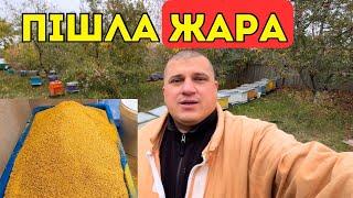 Бджолиний пилок - це Тєма  Але не для кожного! 