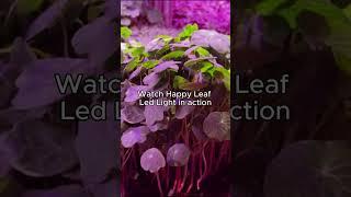 Watch how happy leaf led lights up your indoor garden