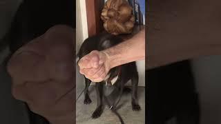 Simple Trick to Calm You Aggressive Dog in Minutes #dogwhisperer #shorts #dog #cesarmillan