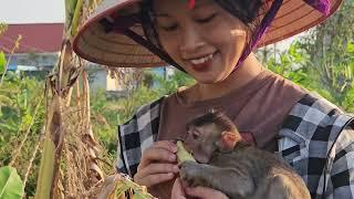 Adorable baby monkey Nahu goes digging cassava with his mother and children in the village