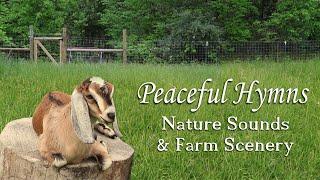 Peaceful Worship Music with Nature Sounds and Baby Goats!
