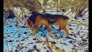 Skyview's Beagles Back To Our Running Spot Now That Deer Season Is Over