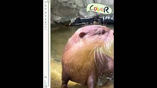 【#動物小記 COLOR】粉絲福利！Scarlett 甜蜜一吻！